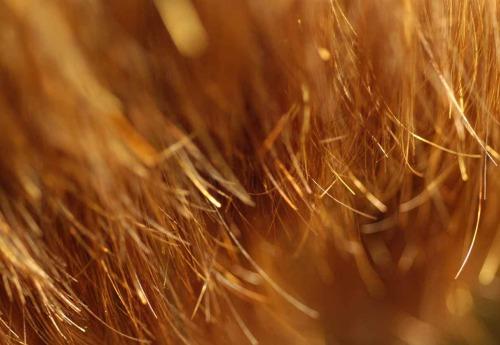 wat zijn dode haarpunten