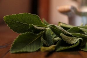 Boldo, een eenvoudige remedie voor een gezondere lever