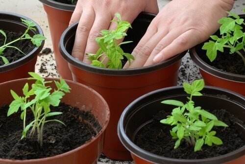 Hoe kweek je zelf tomaten