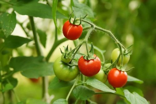 Je eigen tomaten kweken met vier plakjes tomaat