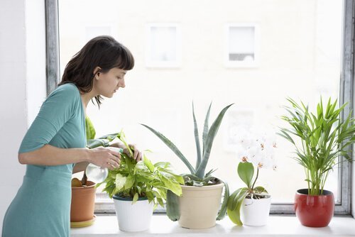 Vrouw geeft planten water