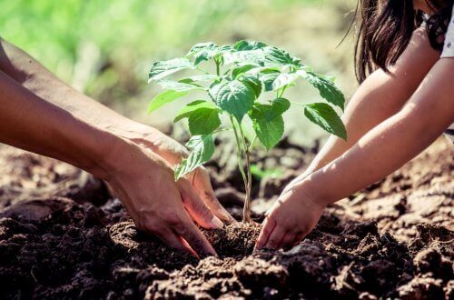 Mensen die een plant in de tuin zetten