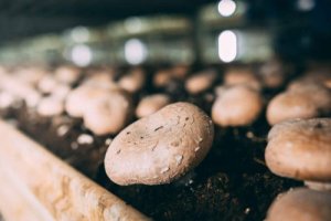 Thuis champignons kweken doe je zo