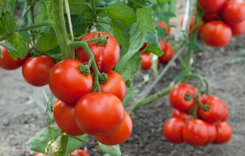 Tomaten aan trossen