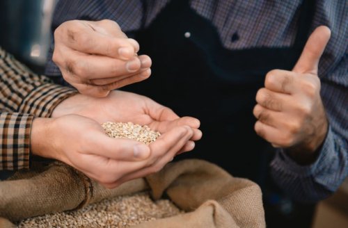 Volkoren gerst in handen