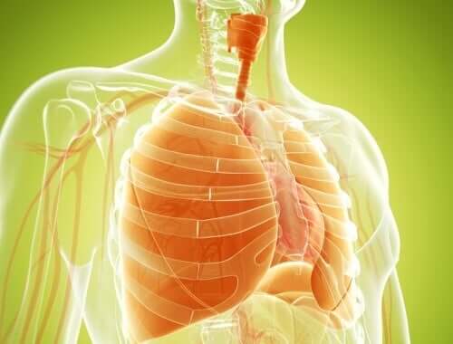 Hoe je de longen ontgiften kan met natuurlijke remedies