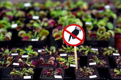7 gevaarlijke planten die je thuis moet vermijden