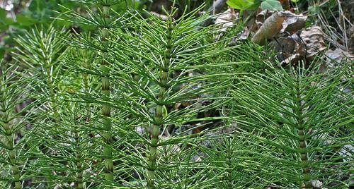 Een reinigend aftreksel van paardenstaart