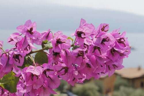 De bougainvillea kan gevaarlijk zijn