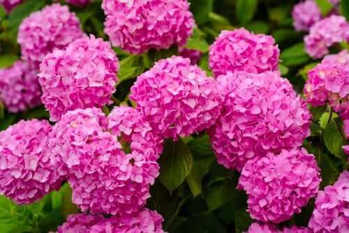 De hortensia kan gevaarlijk zijn in huis