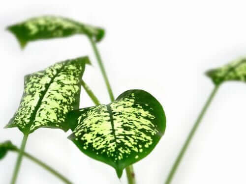 Diffenbachia plant is een van de gevaarlijke planten om thuis te vermijden
