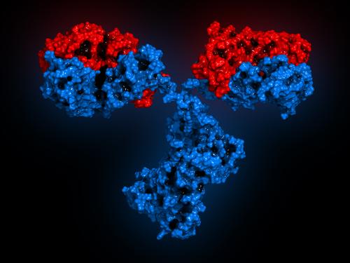 Soorten antilichamen