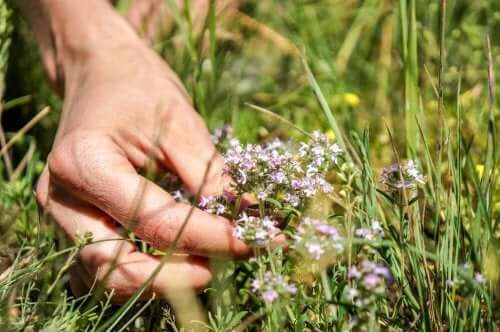 Tijm is een natuurlijke remedie voor veel kwalen
