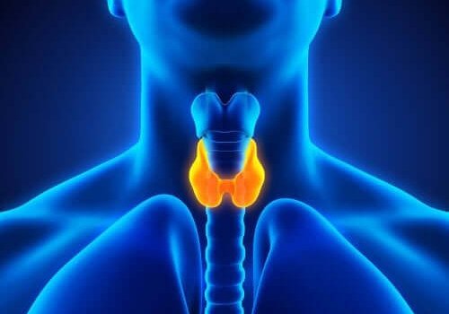 De schildklier en hypothyreoïdie