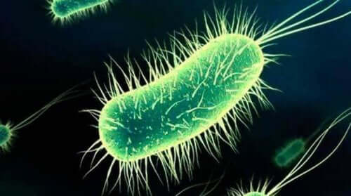 De Escherichia coli bacterie