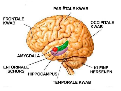 Hoe depressie je hersenen fysiek beïnvloedt