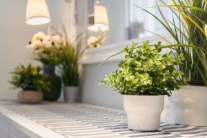 9 tips voor het verzorgen van kamerplanten