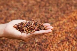 5 medicinale toepassingen van kruidnagel