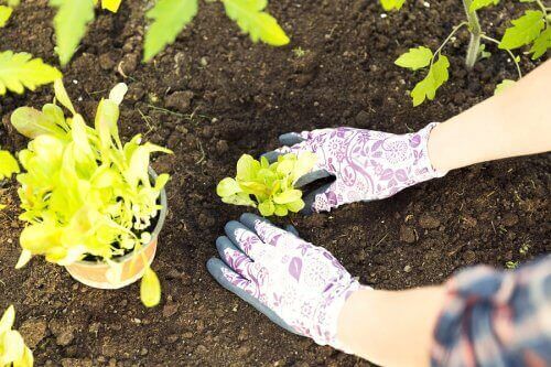 Planten verplanten