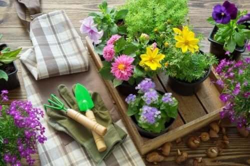 Tuingereedschap en nieuwe plantjes