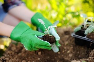Aandachtspunten bij het verplanten van planten