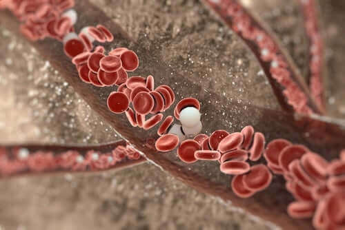 Rode bloedcellen in de bloedvaten