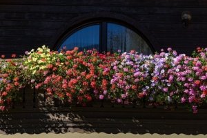 Vijf geurende bloemen voor een kleine tuin