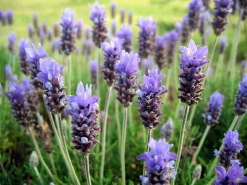 Lavendel is een van de meest geurende bloemen