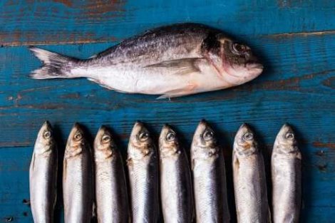 De voordelen van het eten van vis