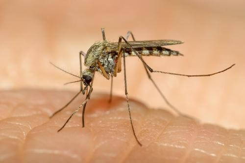 Een mug prikt in de huid van een mens