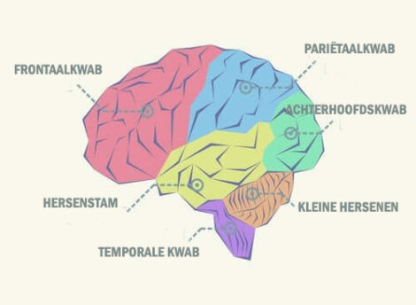 Wat zijn de verschillende kwabben van de hersenen?
