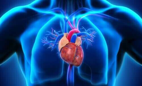 Locatie van het hart in het lichaam