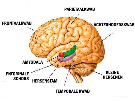 Uitleg hersenen