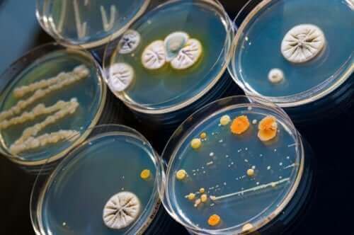 Kweekjes van micro-organismen