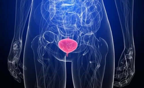 Een digitale weergave van de blaas