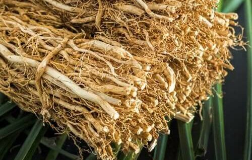 Vetiver
