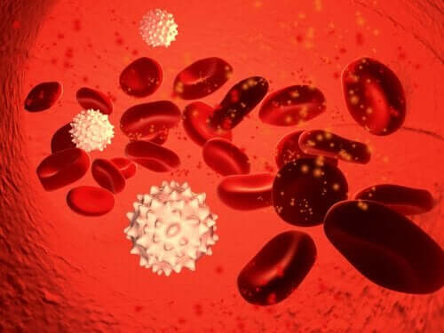 Witte en rode bloedcellen