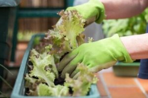 Hoe maak je een stadstuin in een kleine ruimte