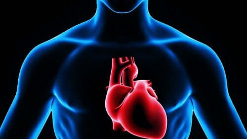 Computer afbeelding van het hart in het lichaam