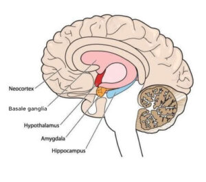 Bewegingsstoornissen: meer over athetose