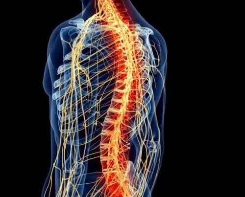 Illustratie van de rugwervels