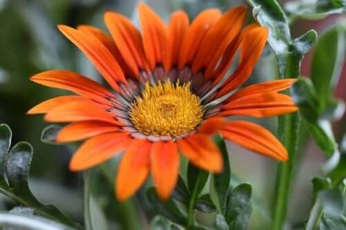 Een oranje gazania