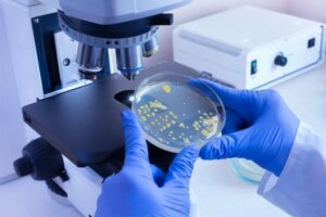 De verschillen tussen virussen en bacteriën