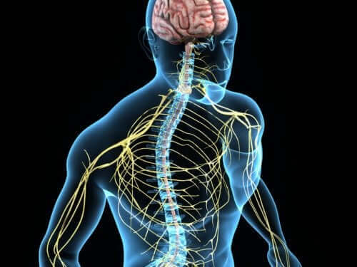 Het zenuwstelsel van een mens