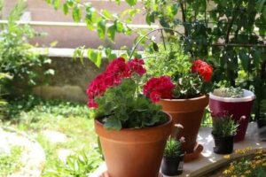 Zomerbloemen: zes mogelijkheden voor je tuin
