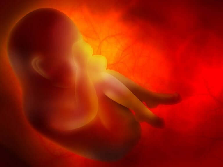 Foetus in de baarmoeder