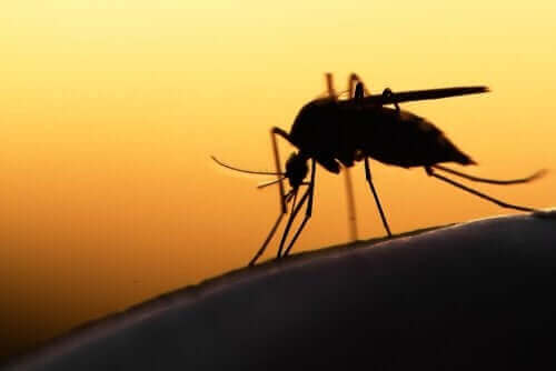 Mug die malaria veroorzaakt