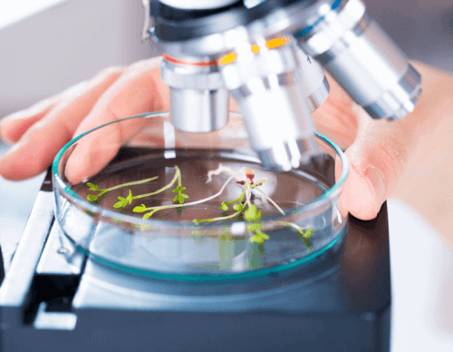 Planten onder een microscoop