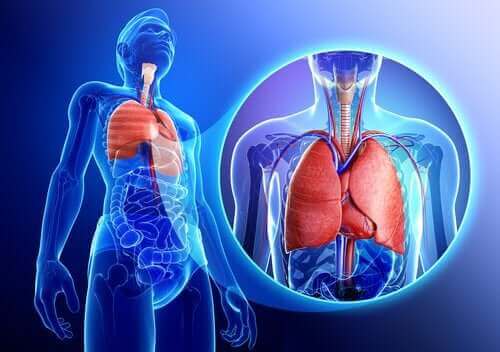 Een afbeelding van een mens met uitvergrote longen