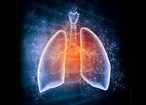 Een afbeelding van de longen